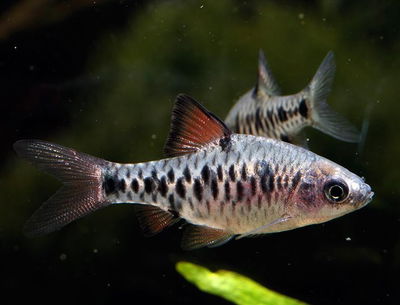 Barbus oligolepis – Capoeta oligolepis – 3 cm