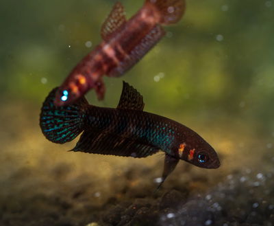 Betta Hendra (casal) – Med