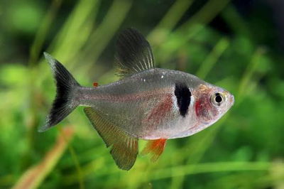 Tetra Black Phantom – Megalamphodus megalopterus – Med