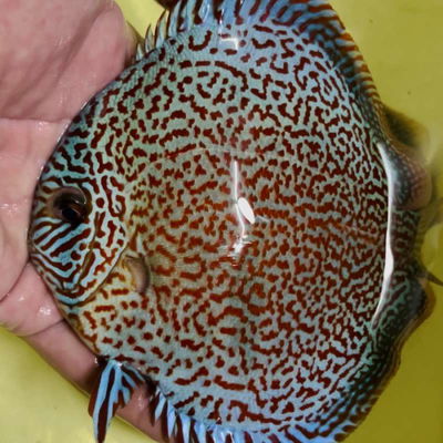 Discus King Viper – 10 cm