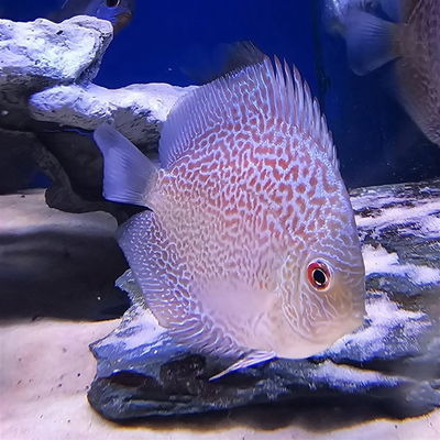 Discus White Snake - 7 cm