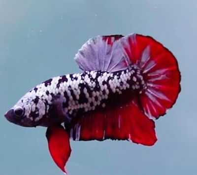 Betta PK Galaxi Cooper (casal) – Med