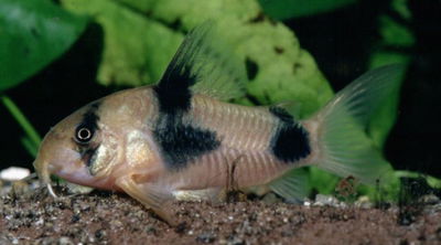 Corydora Weitzmani Dos Puntos (Corydoras weitzmani) 3 cm