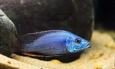 Compreciceps Strigatus 6cm