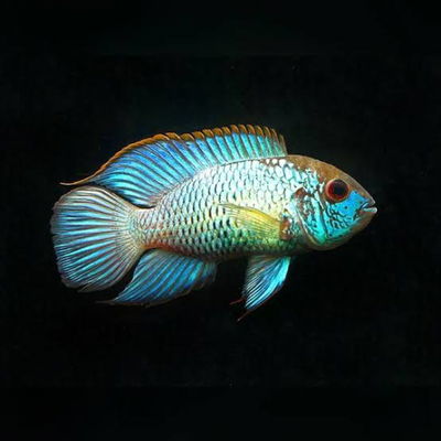 Acara Electric Blue Neon – 4cm