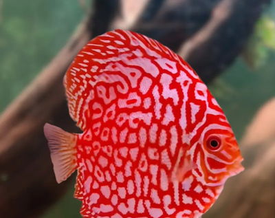 Discus Pigeon Polka Dot - 7 cm