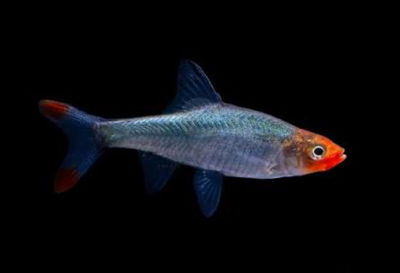 Naked Microrasbora (machos) – Sawbwa resplendens – 3 cm