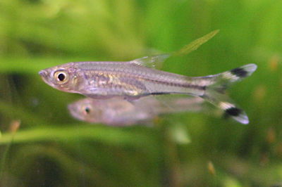 Rasbora Scissortail – Rasbora trilineata – 5 cm