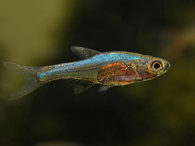 Rasbora Blue Band – Rasbora ainthovenii – 4-5 cm