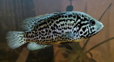 Ciclido Cubano Nandopsis – 4 cm