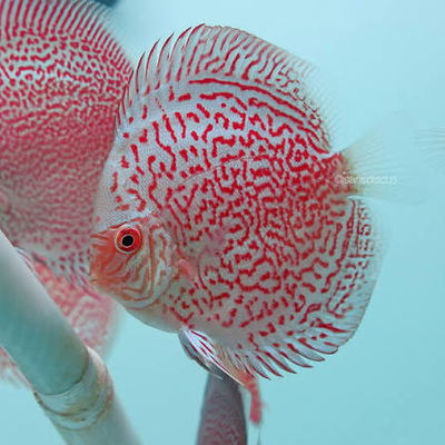 Discus King Viper Red – 10 cm