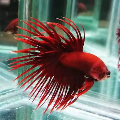 Betta Crowntail Super Red macho – Gde