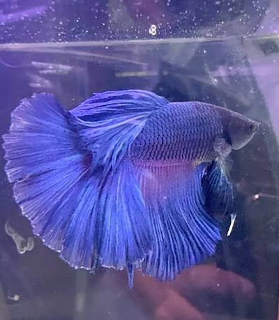 Betta Rosetail Grade A (macho)– Med+