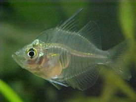 Chanda Ranga (Candaranga ambassis) 2.5 cm