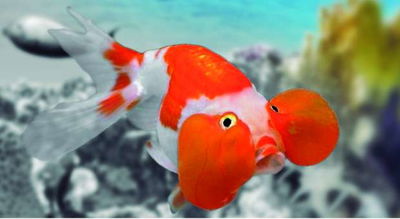 Burbuja Rojo Y Blanco 8-10 cm