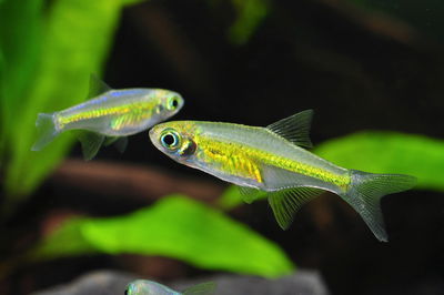 Rasbora Kubotai Neon Green / Yellow – Microrasbora kubotai – Med+