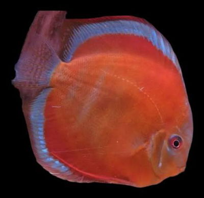 Discus Super San Merah - 7 cm