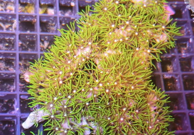 Briareum 5cm
