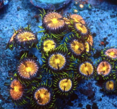 Zoanthus Nirvana 3 Polipos