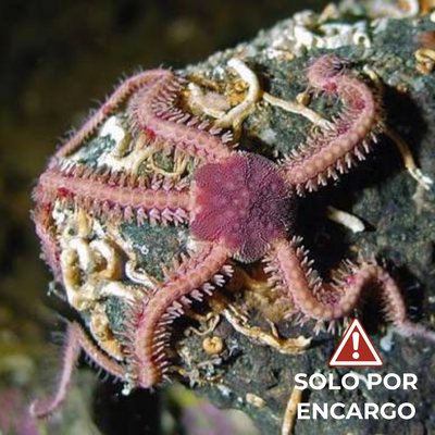 Ofiura Estrella Frágil Púrpura - Purple Sponge Brittle Starfish 7cm
