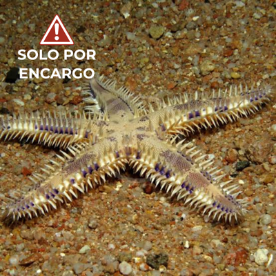 Estrella de Mar Blanca de Arena – White Sand Starfish 5cm