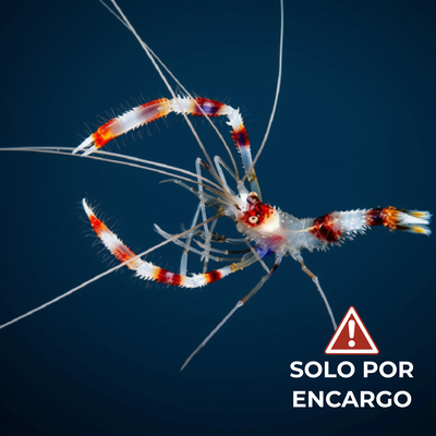 Camarón Boxeador - Boxing Shrimp 5cm