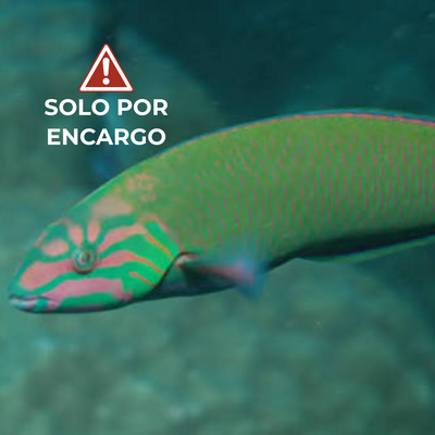 Lábrido Lunar - Thalassoma lunare 7cm