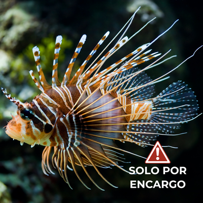 Pez León Africano - African Lionfish 5cm