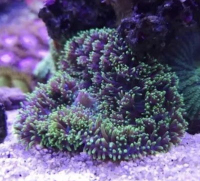 Rhodactis Indosinensis Verde 4cm
