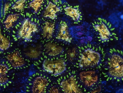 Zoanthus Nirvana 8-10 Polipos