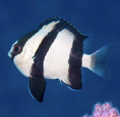 Damisela White Tailed 5cm