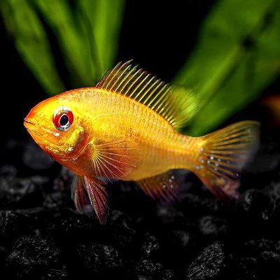 Ramirezi German Golden – Ramirezi Dorado Alemán