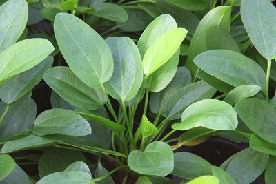 Echinodorus Cordifolius Mini