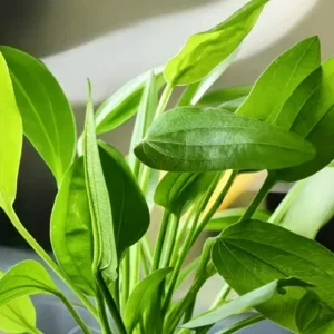 Echinodorus Radican BroadLeaf
