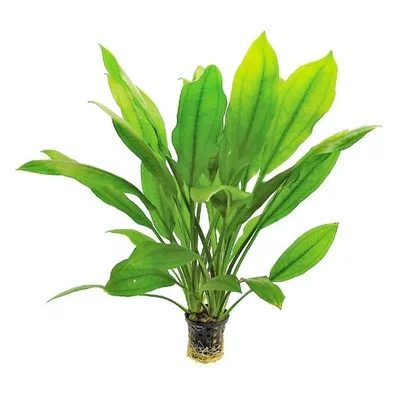 Echinodorus Bleheri Paniculata