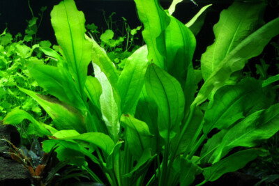 Echinodorus Longiscapus XL
