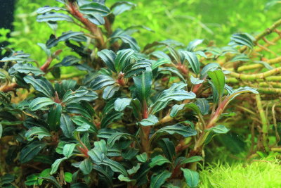 Bucephalandra Venus