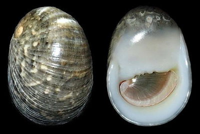 Nerita polita - Nerita / Turbo Snail
