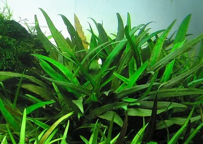 Criptocorine Nevelli 