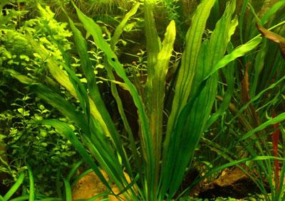Echinodorus Uruguayensis Mediana