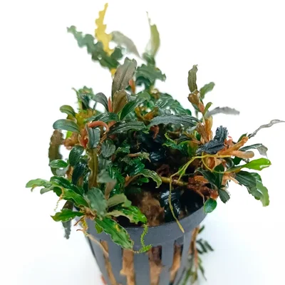 Bucephalandra Super Mini