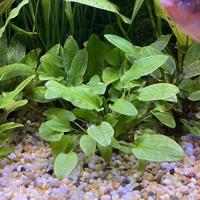 Criptocorine Wendtill Broad Leaf 