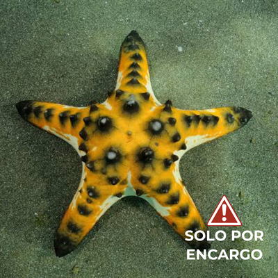Estrella de Mar Chocolate - Chocolate Chip Sea Star 7cm