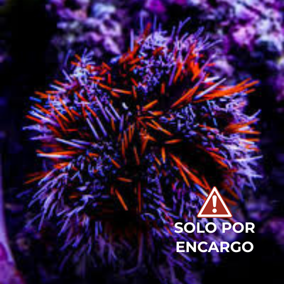 Erizo Multicolor - Multi-Color Urchin 7cm