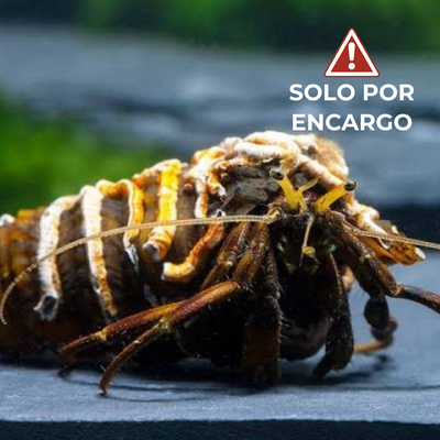 Cangrejo Ermitaño de África Oriental - Typical East African Hermit Crab 7cm