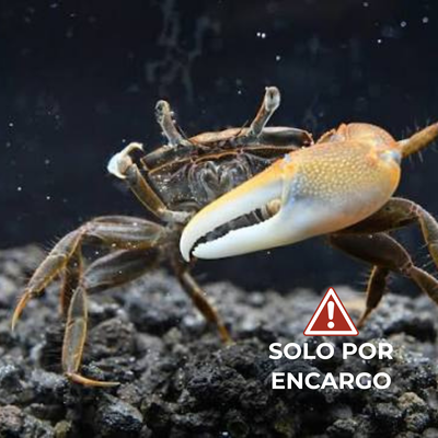 Cangrejo Violinista - Fiddler Crab 7cm