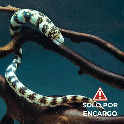 Anguila Copo de Nieve - Snowflake Eel 5cm