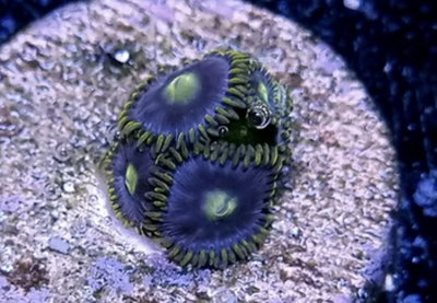 Zoanthus Blue Alíen 3 Polipos