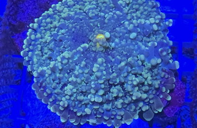 Ricordea Bubblegum 12cm
