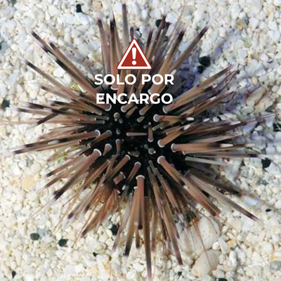 Erizo de Espinas Cortas - Short-Spine Urchin 7cm